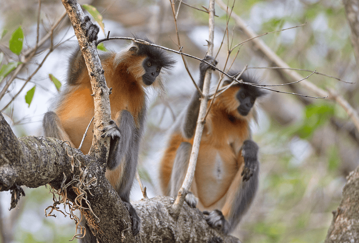 Tour to Manas National Park Image