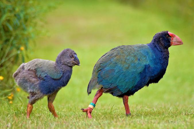 Orokonui Ecosanctuary