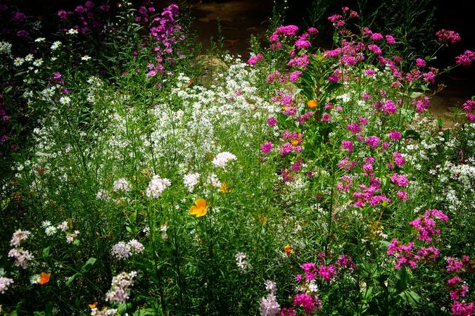 Hakgala Botanical Garden