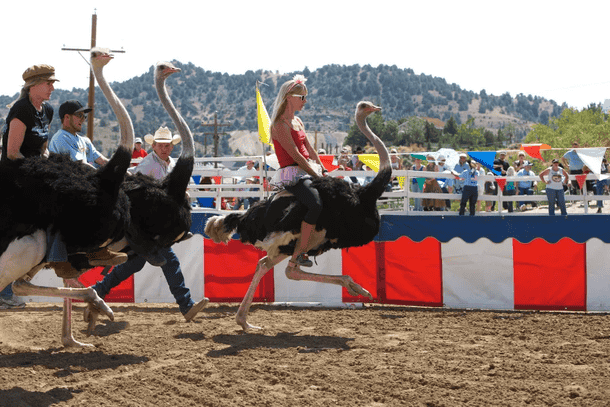 Try out the thrilling Ostrich Riding in Oudtshroon
