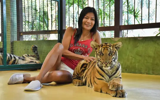 Phuket Tiger Kingdom Tickets Image