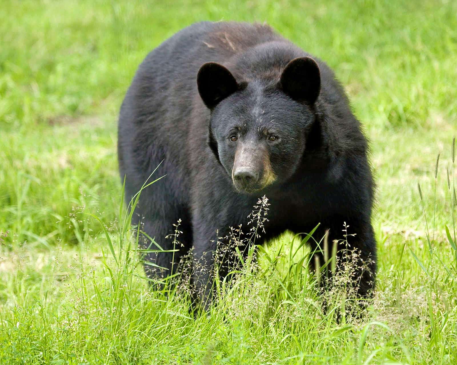 10 Days Tour Of Whales and Bears Of British Columbia