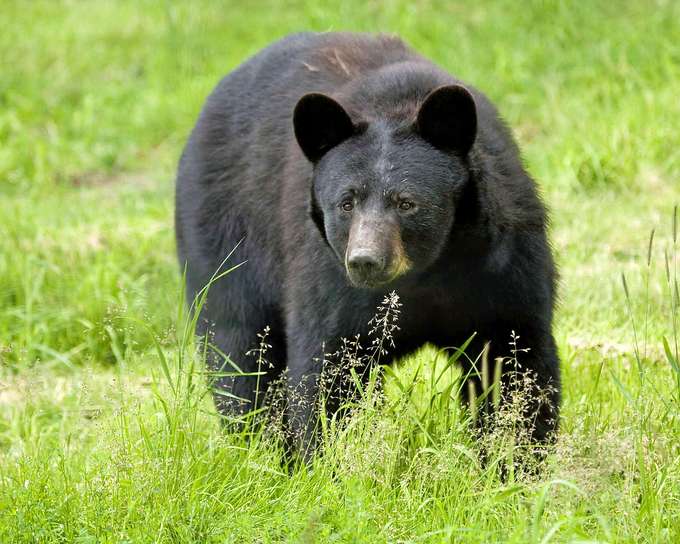 10 Days Tour Of Whales and Bears Of British Columbia