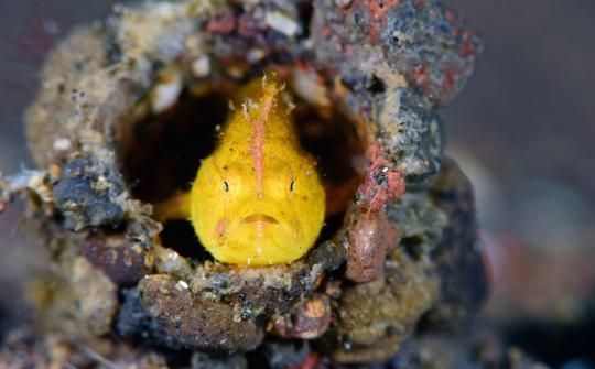 Scuba Diving in Nusa Penida Image
