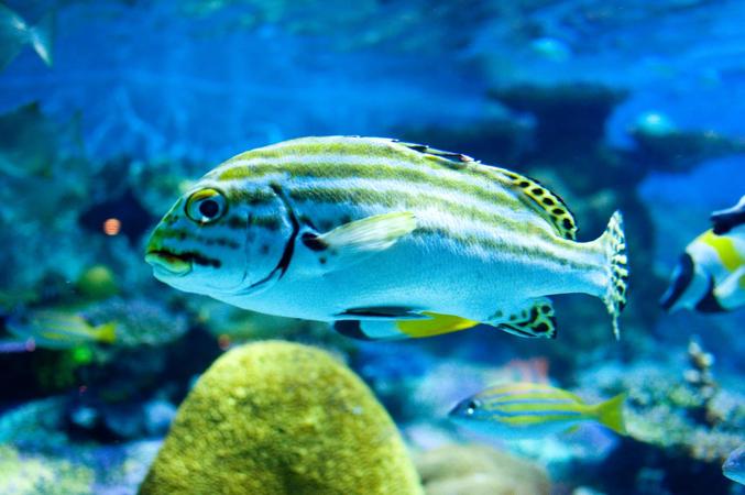 Marine Aquarium and Museum