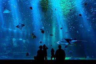 Icwu1nem4t2efs90tw6z211a3gxb hurghada aquarium 2