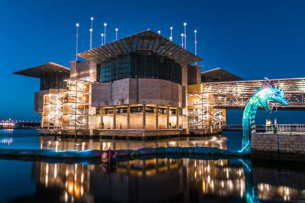Visit Lisbon Oceanarium to see approx. 8,000 marine creatures