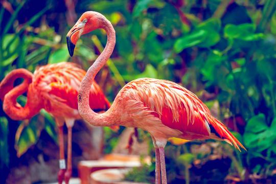 Singapore Zoo Jungle Breakfast Image