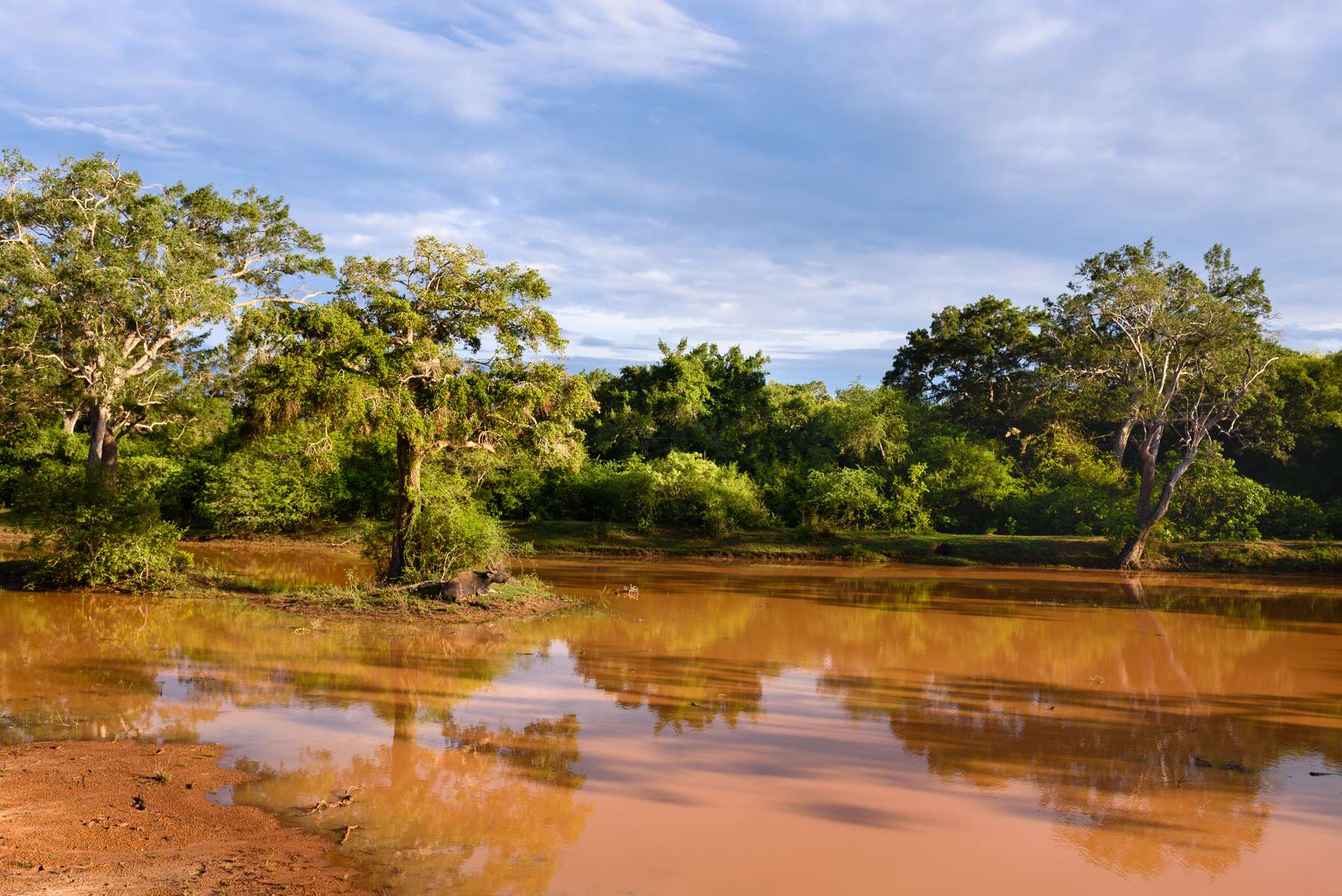 Wilpattu National Park Jeep Safari Image