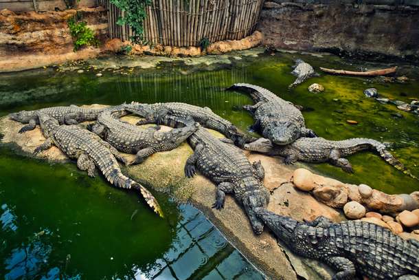 Ifcruwwmxh7m9eamdq8fi79txn55 crocodile farm 006 scaled
