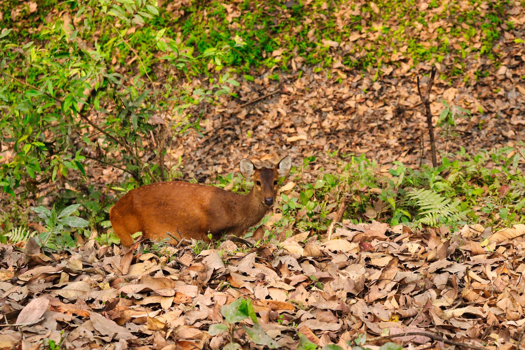 Jeep Safari In Kaziranga Image