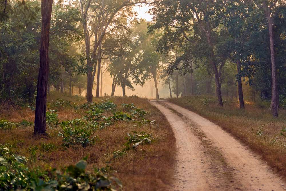 Netarhat Tour  Image