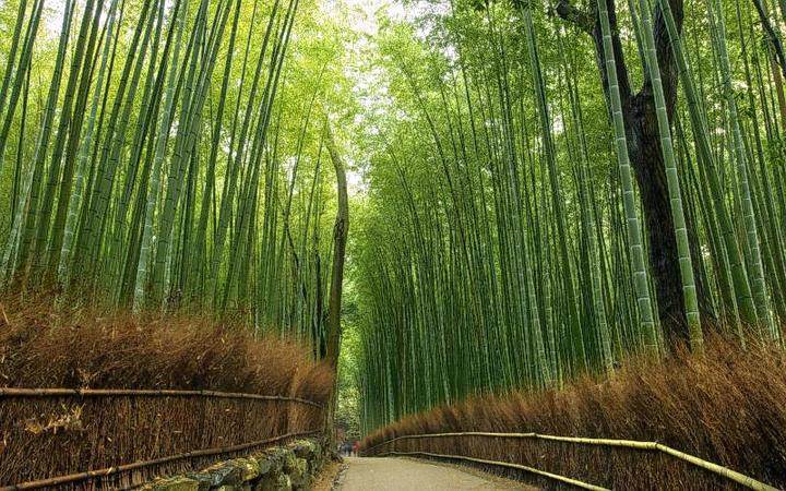 Bamboo Forest