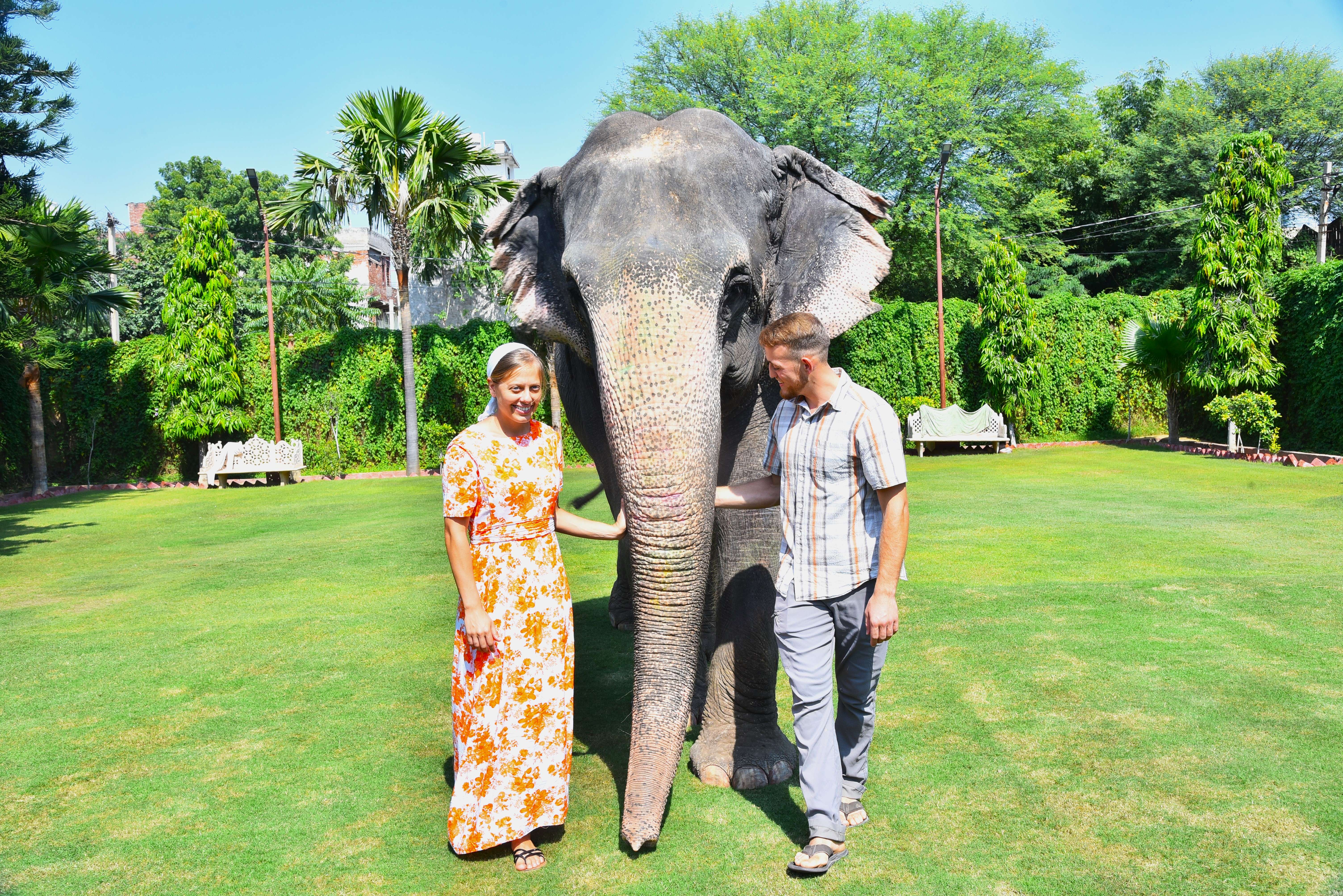 Watch the elephants up close and learn their daily cues