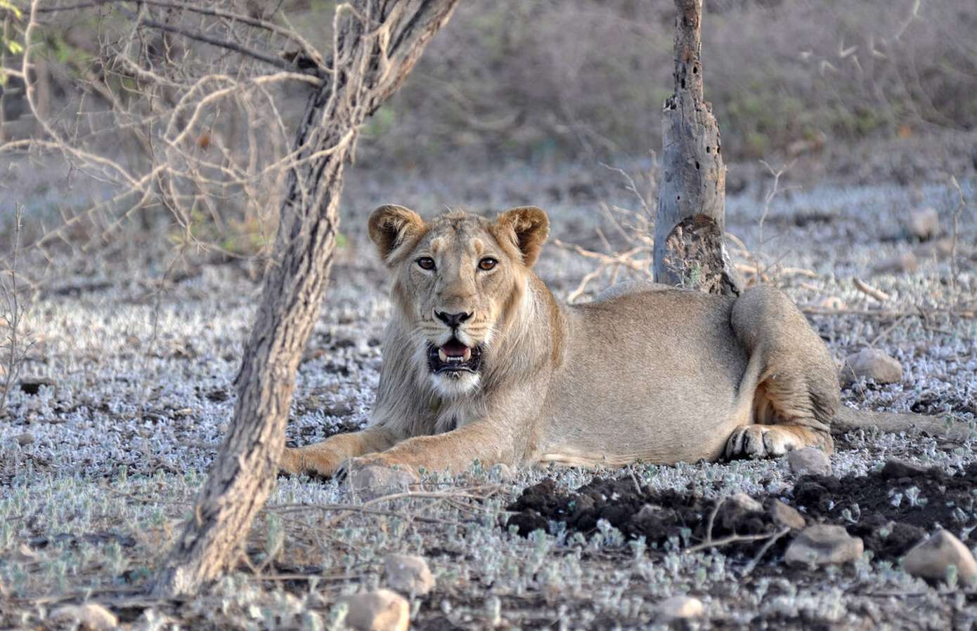 Go on a 3-hour Girnar Jungle Safari in Gujarat