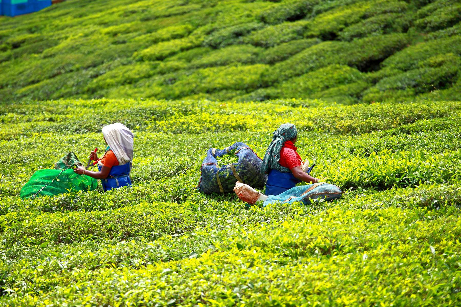 Cycling Amidst Tea Plantation, Munnar Image