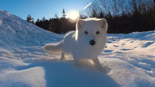 Wild Immersion Virtual Reality Experience at Penang Hill Image