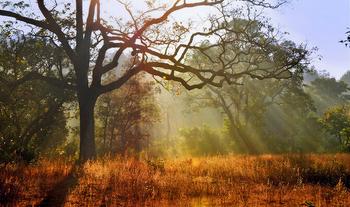 In6s00fq4ef55jllx4lc7eodvlhf 1571234278 birjani