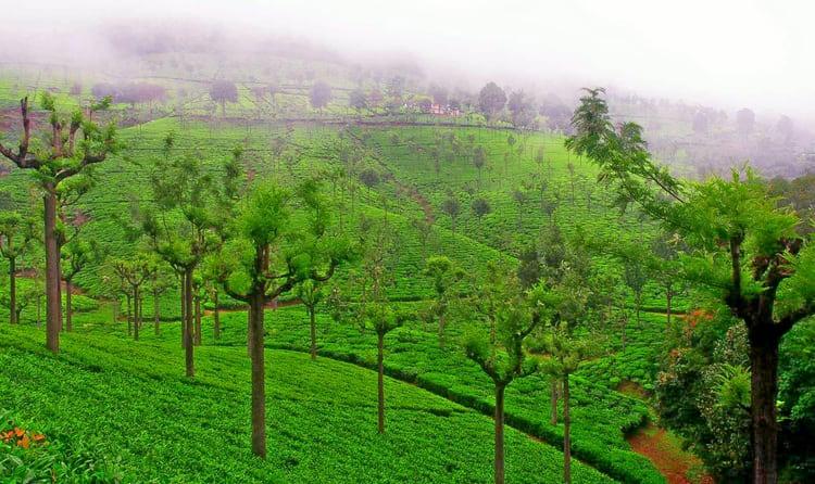 Highfield Tea Factory