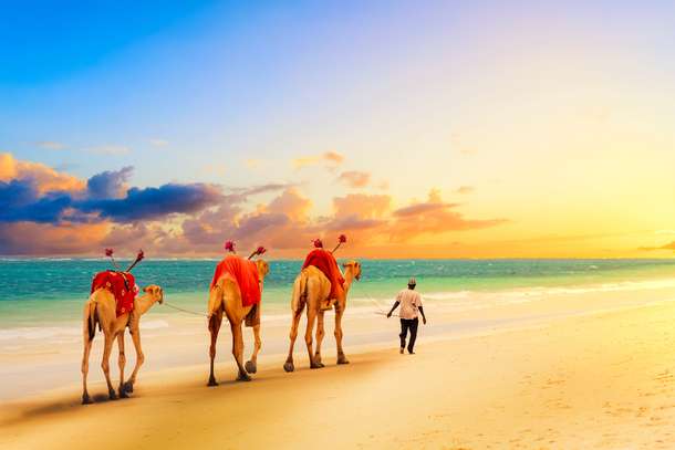 Camels walking at Diani beach, Africa