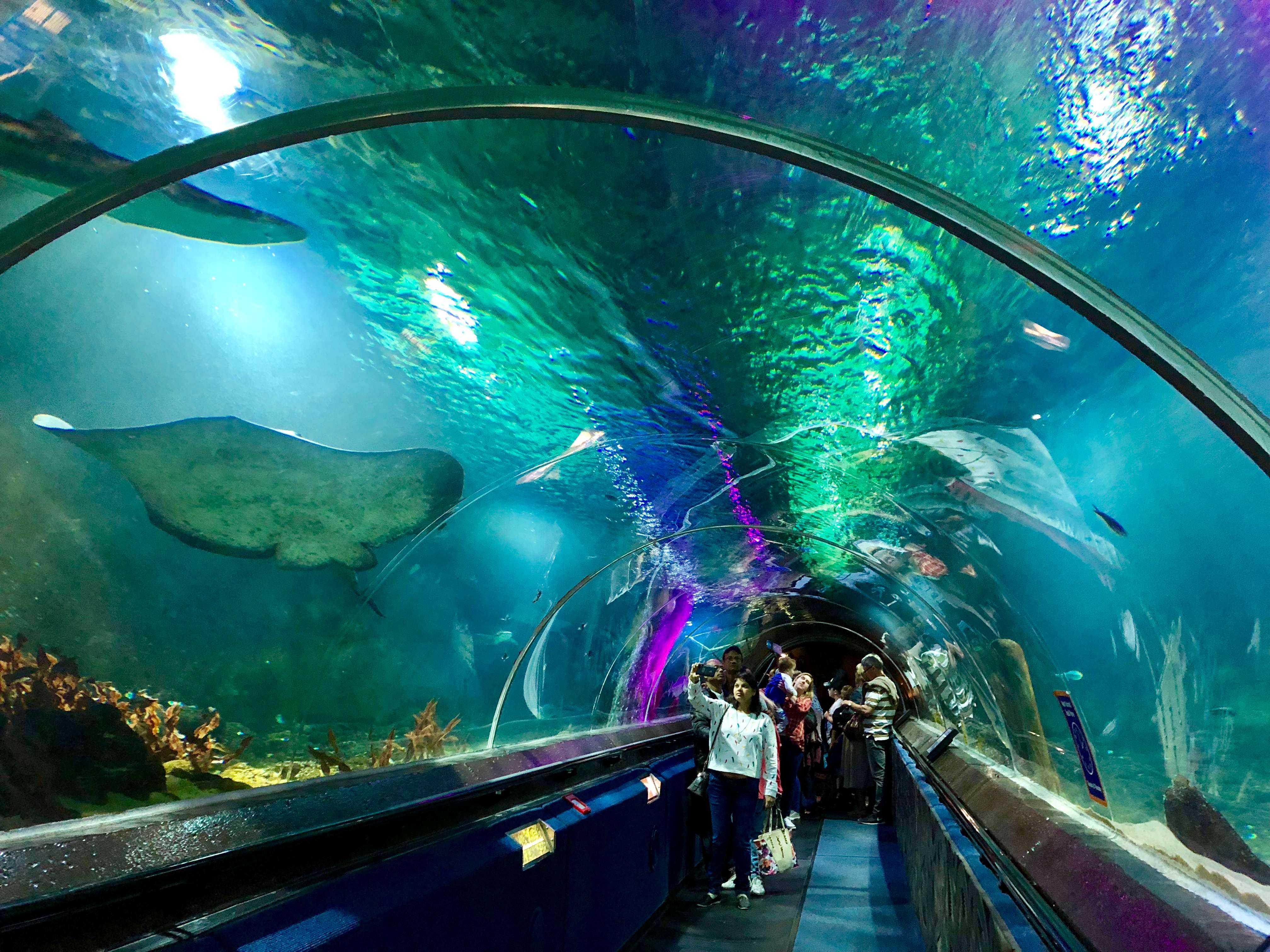 Stroll through underwater tunnel in SEA LIFE Kelly Tarlton's Aquarium