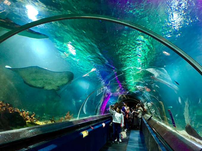 Stroll through underwater tunnel in SEA LIFE Kelly Tarlton's Aquarium