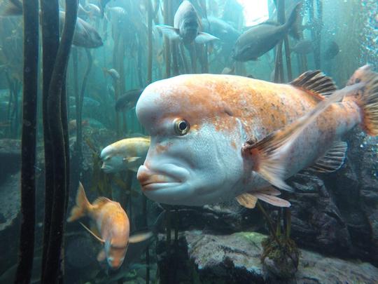 Two Oceans Aquarium Tickets, Cape Town Image