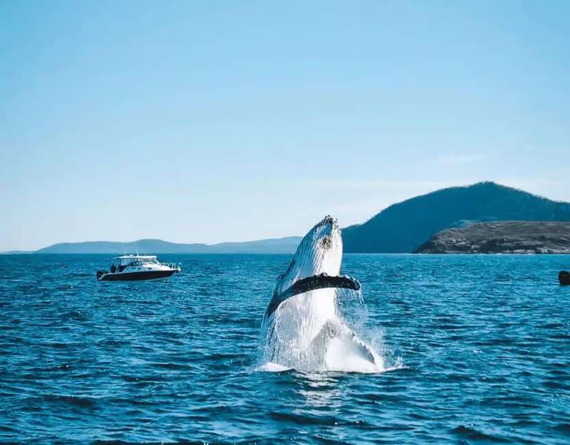 Embark on an amazing Whale watching tour and soak-in the stunning views