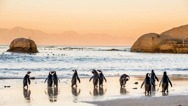 Boulders Beach