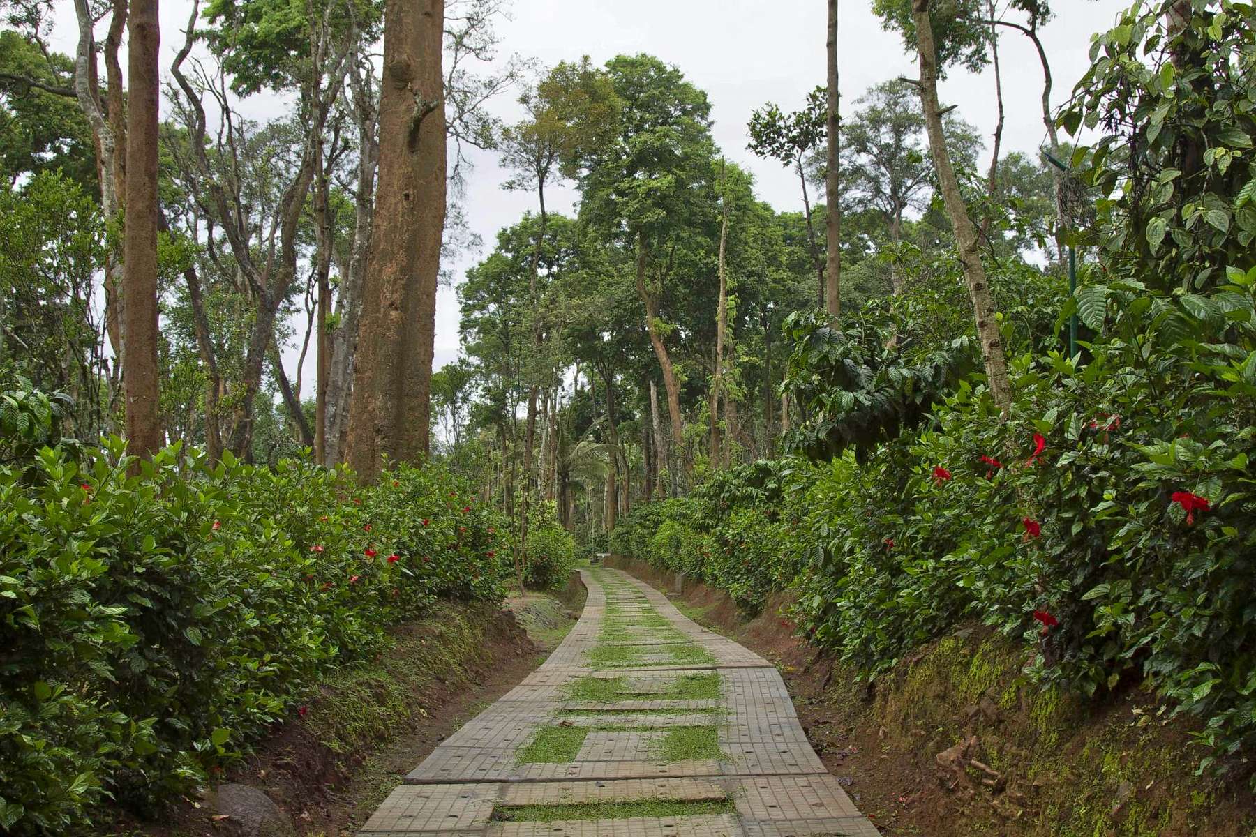 Machaan Wilderness Lodge, Coorg Image