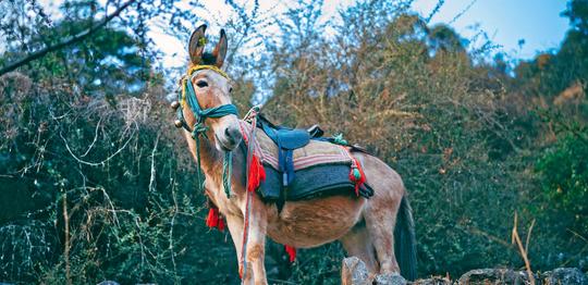 Jalori Pass Trek Image