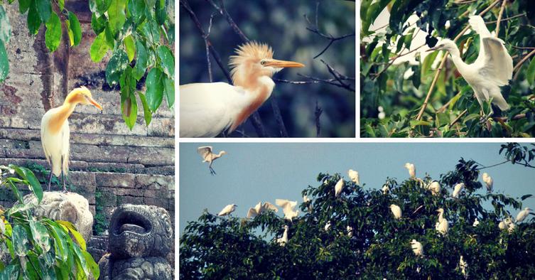 Bird Village Of Petulu