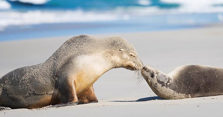 Seal Bay Conservation Park