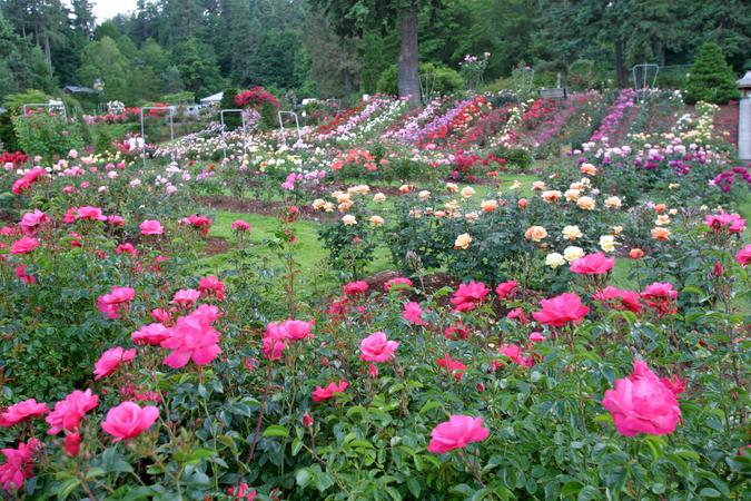 Japanese Rose Garden