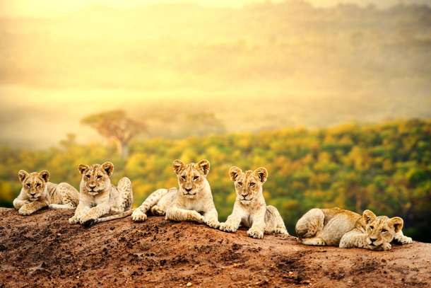 Pride of lion at Serengeti National Park