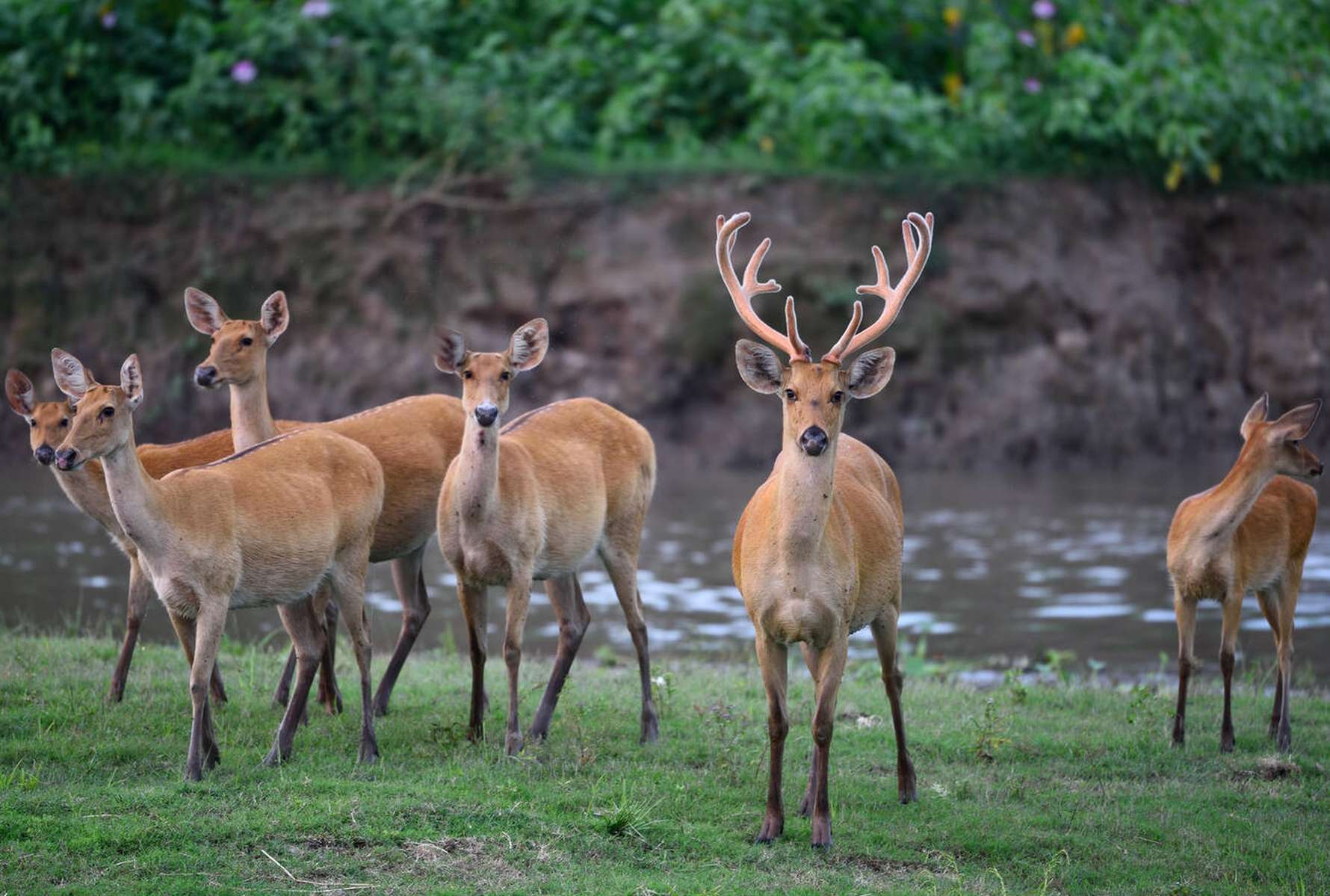 Kaziranga National Park Jeep Safari Image