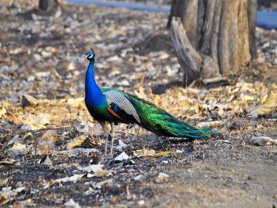 Chinnar Wildlife Sanctuary Jeep Safari Image