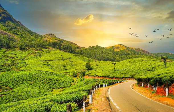 Admire panoramic view of the Munnar Hills, Kerala