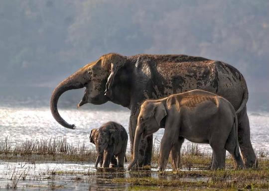 Pench Tour from Nagpur Image