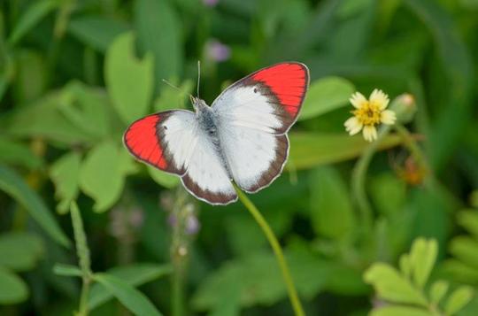 Butterfly Park In Hyderabad Image