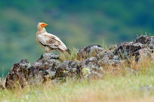 Asola Bhatti Wildlife Sanctuary From Delhi Image