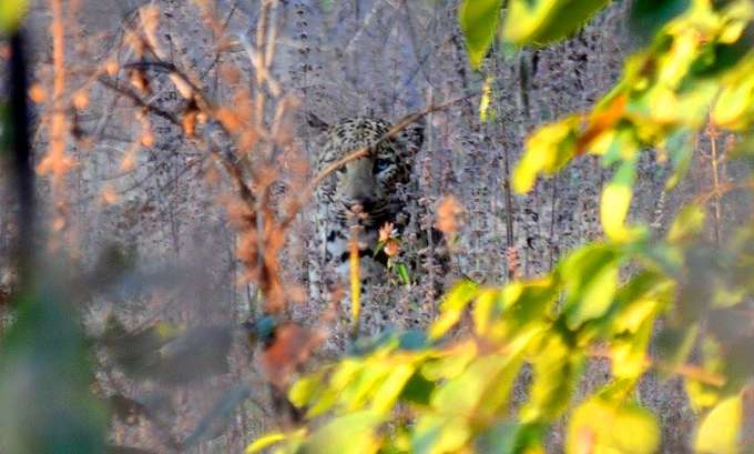 Jungle Tour of Kheoni Wildlife Sanctuary