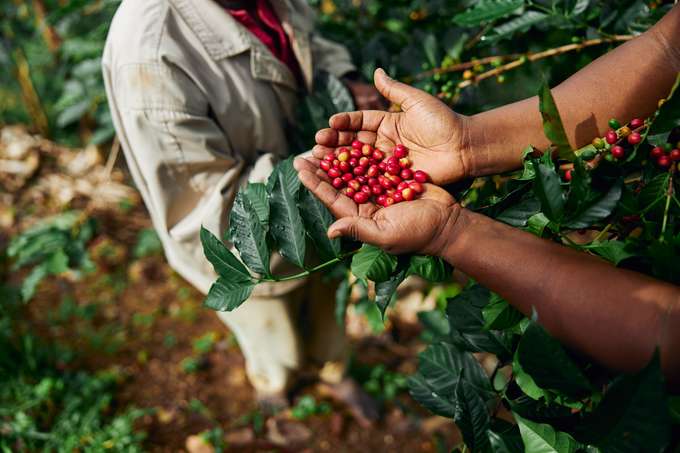 Coffee Plantation Farm, Kenya