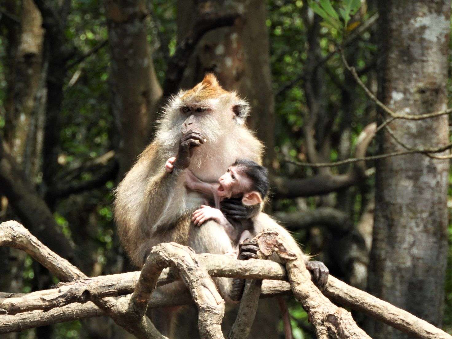 Private Mangrove Kayak Tour in Langkawi Image