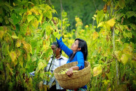 Camping Amidst Pear Orchard In Kodaikanal Image