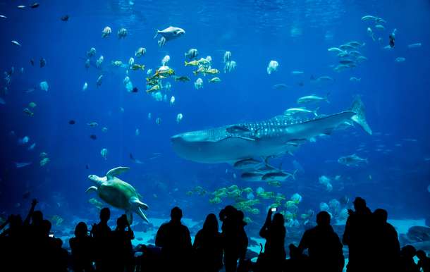Tourists at Sharjah Aquarium 