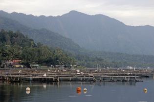 Jtadfjqc2mxs4bvltofdt2iptcgp 1480652487 fish embankment in lake maninjau