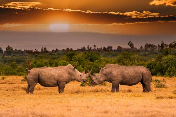 Pair of white rhinoceros in Ol Pejeta Conservancy