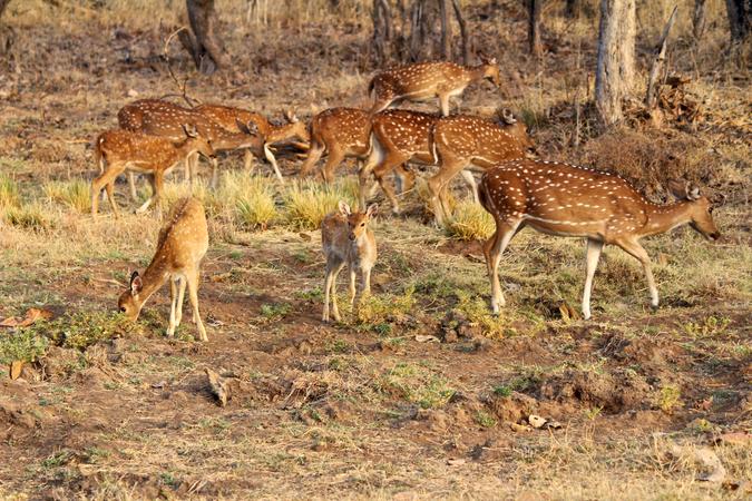 Panna National Park