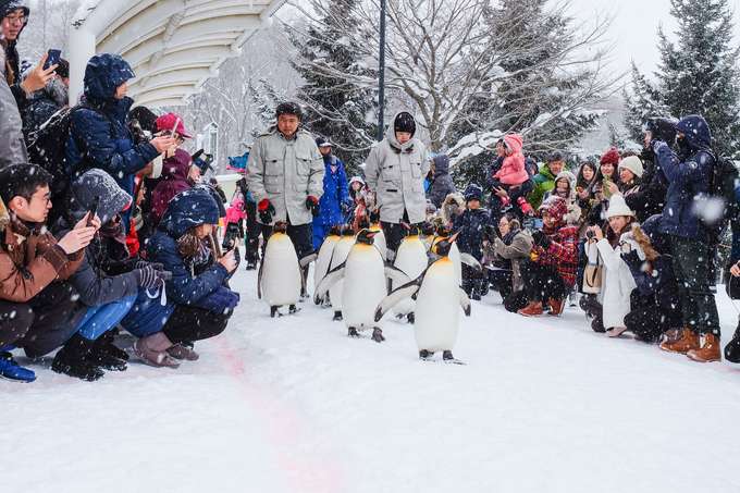 Have an aesthetically pleasing experience as you see penguins go on a leisurely stroll